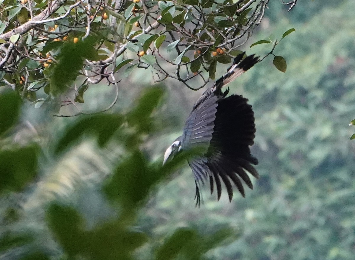 Bushy-crested Hornbill - David Diller