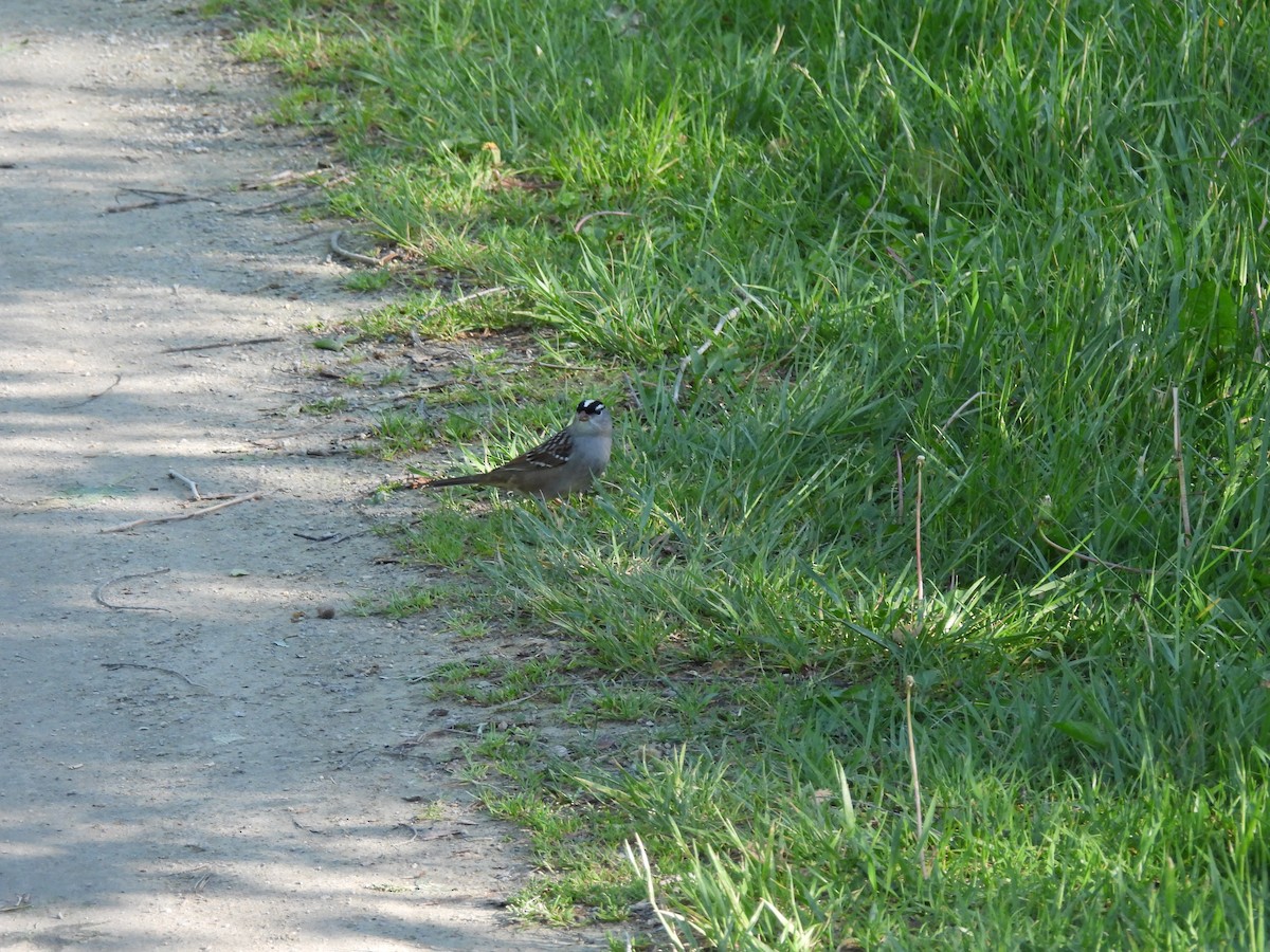 White-crowned Sparrow - Irene Cody