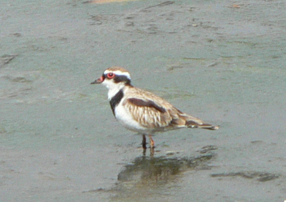 Black-fronted Dotterel - Valerie La May