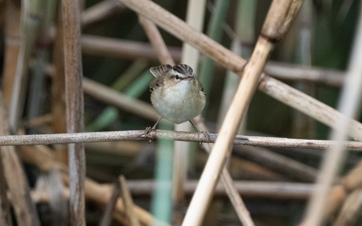 Sedge Warbler - Emmanuel Naudot