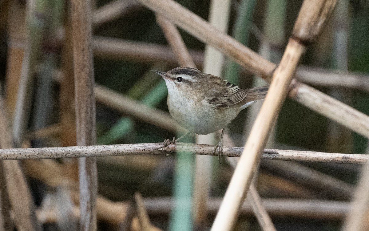 Sedge Warbler - Emmanuel Naudot