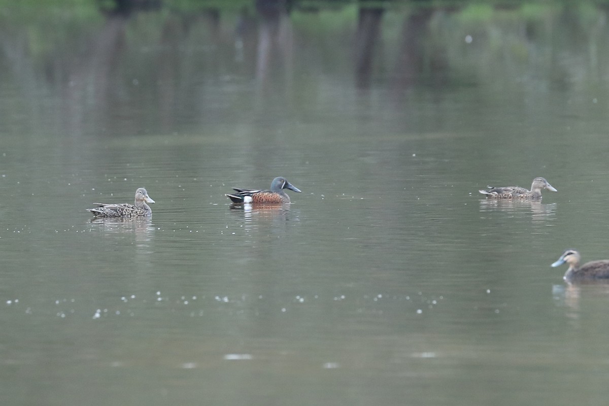 Australasian Shoveler - Todd Burrows