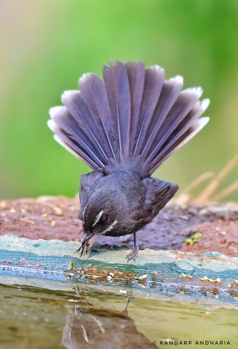 White-throated Fantail - Kandarp  Andharia