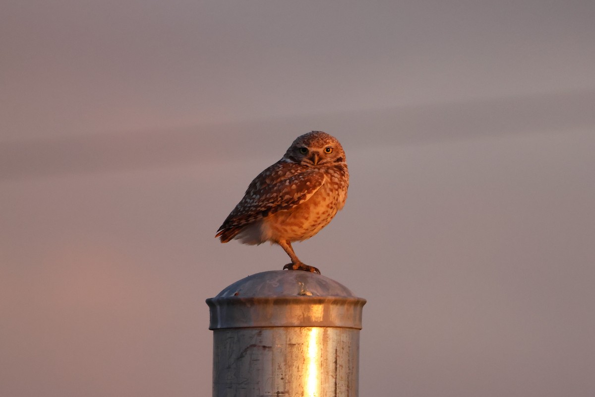 Burrowing Owl - Megan Martin