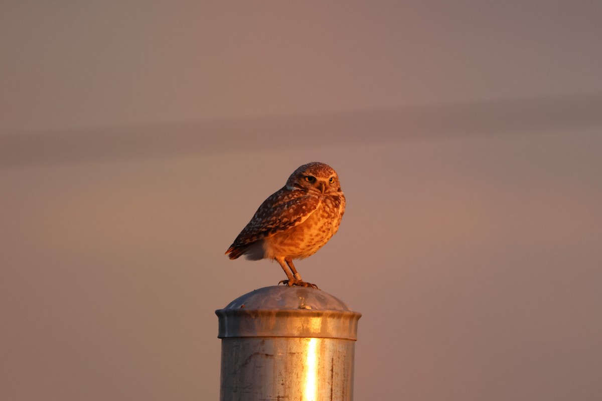 Burrowing Owl - Megan Martin