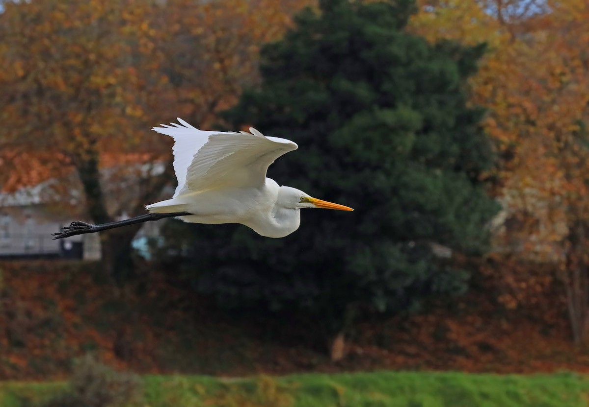 Great Egret - Peter Frost