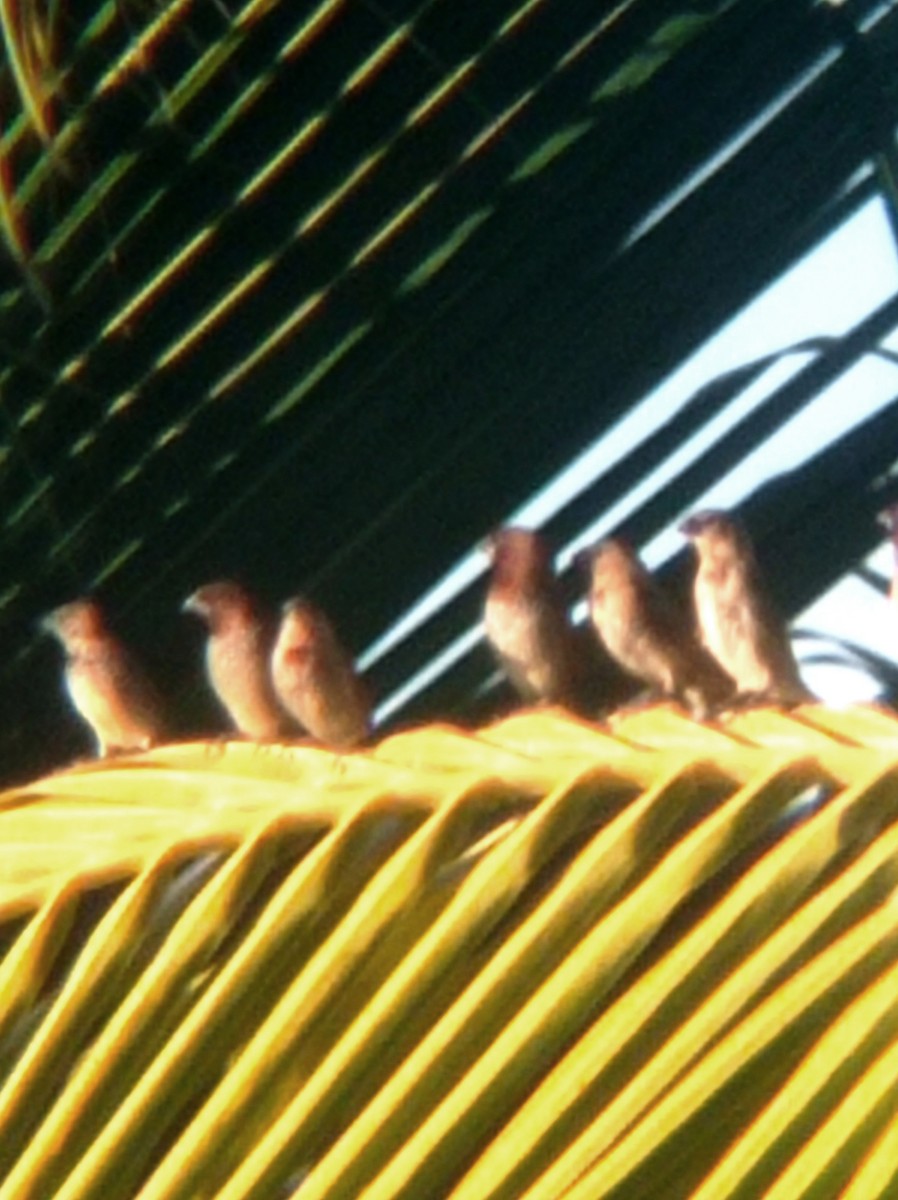 Scaly-breasted Munia - Darien Piña Davila