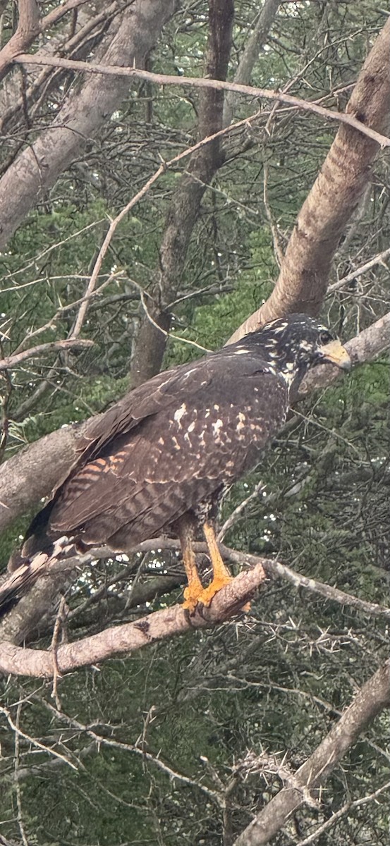 Common Black Hawk - Carol Hippenmeyer