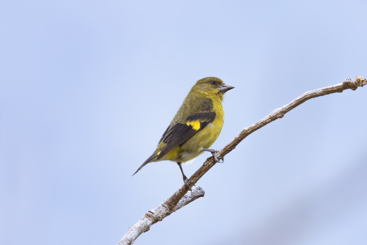 Yellow-bellied Siskin - Mason Flint