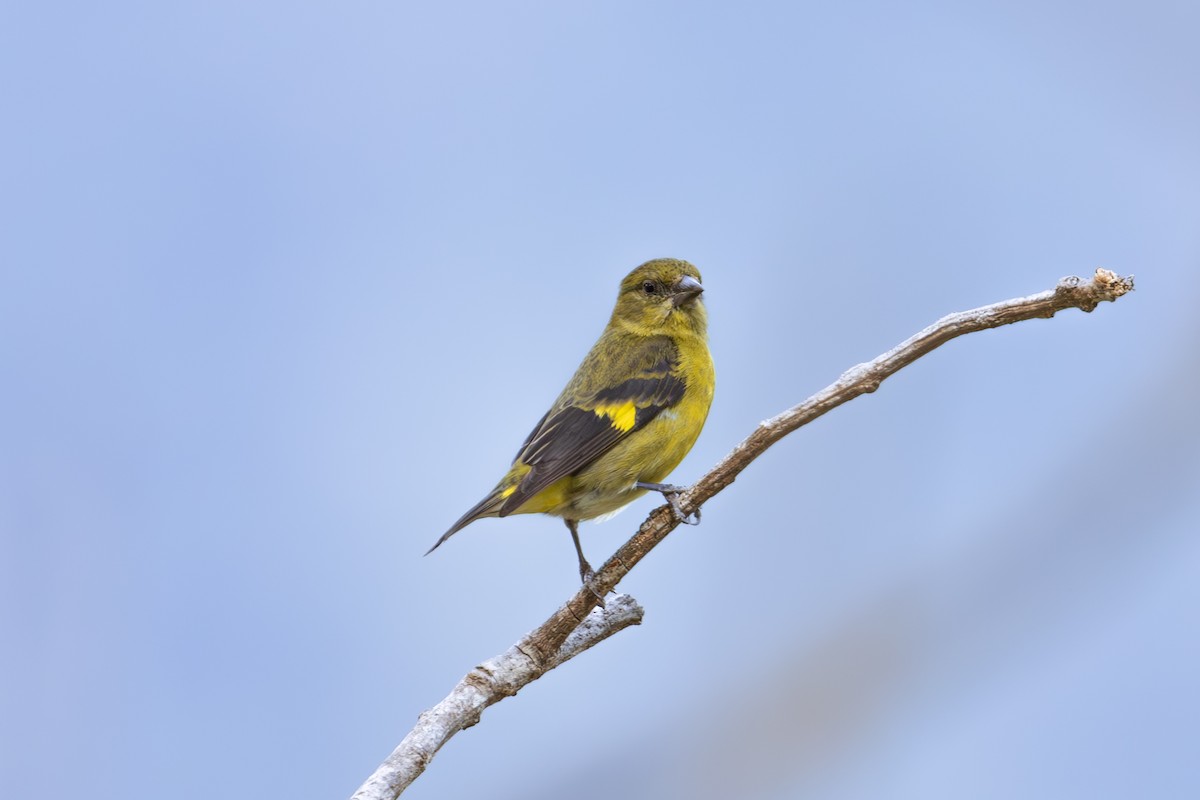 Yellow-bellied Siskin - Mason Flint