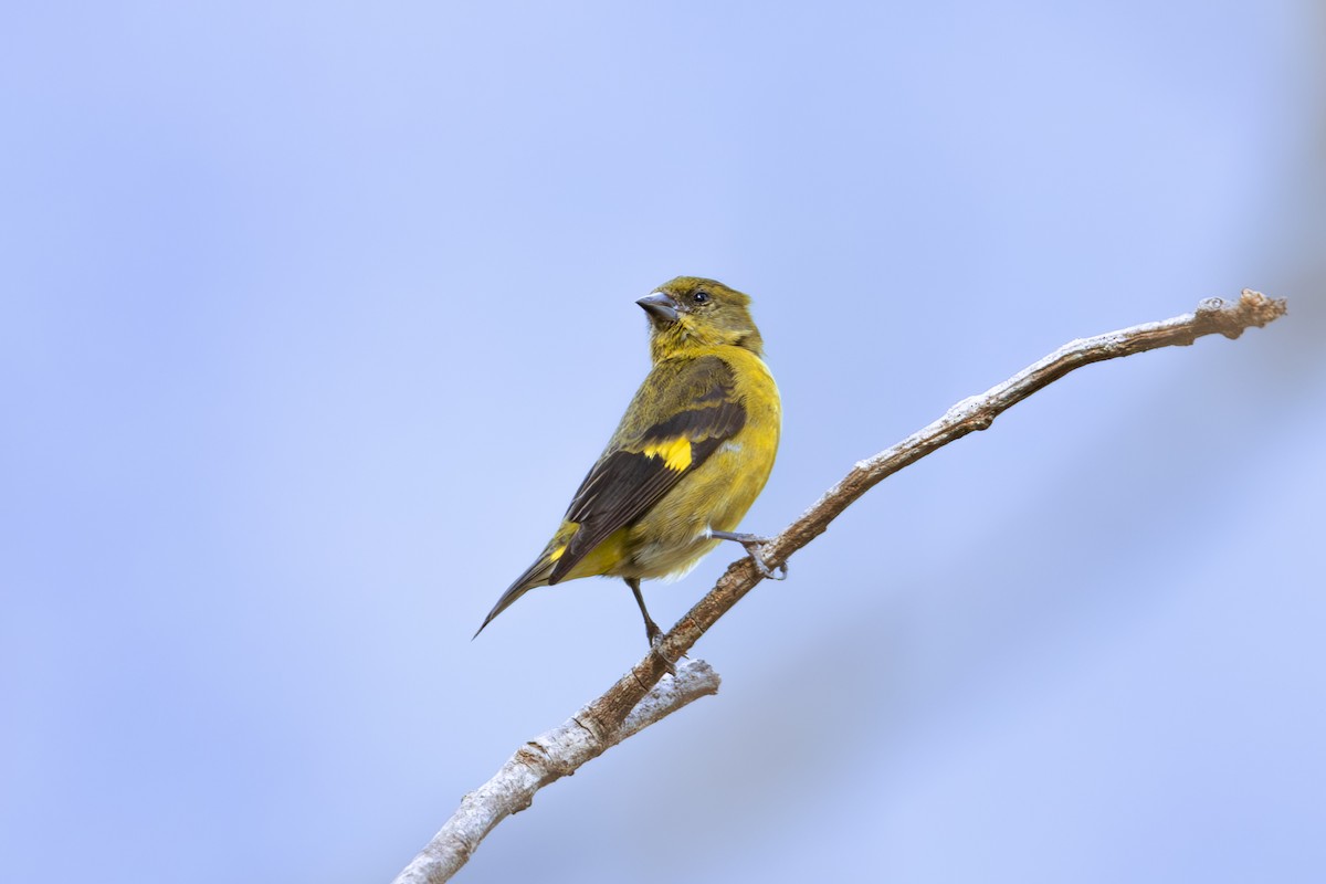 Yellow-bellied Siskin - Mason Flint