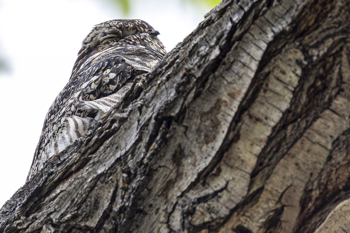 Common Nighthawk - Jef Blake