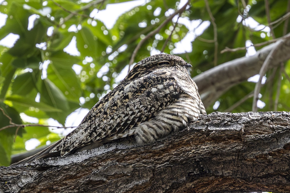 Common Nighthawk - Jef Blake