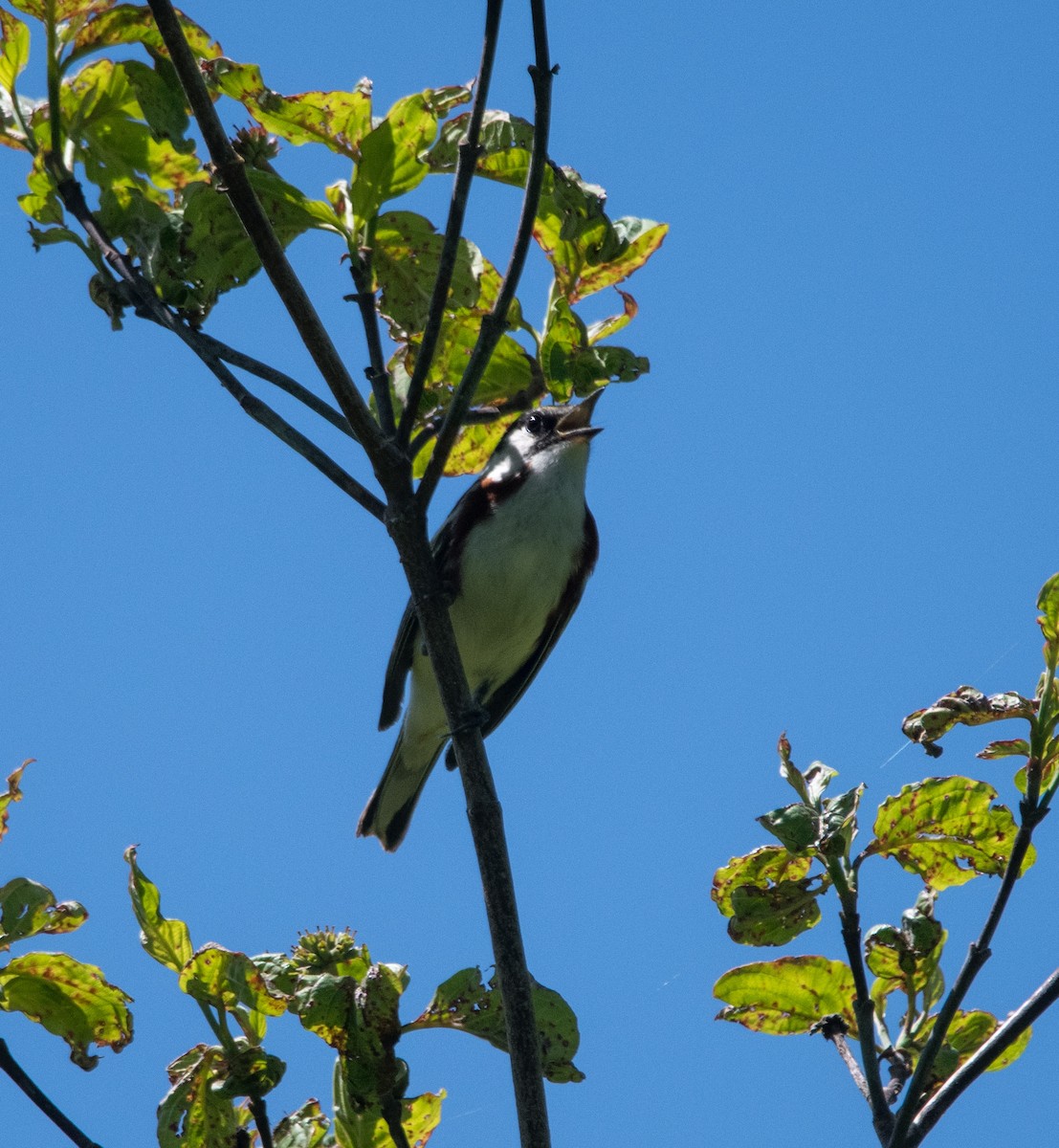 Chestnut-sided Warbler - David Hultgren