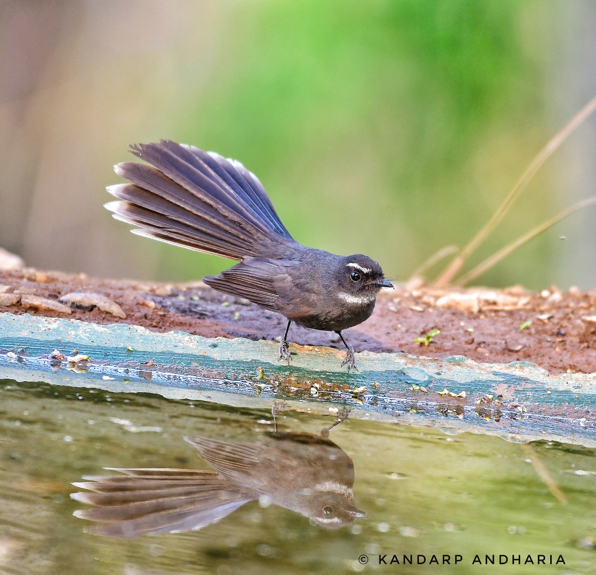 White-throated Fantail - Kandarp  Andharia