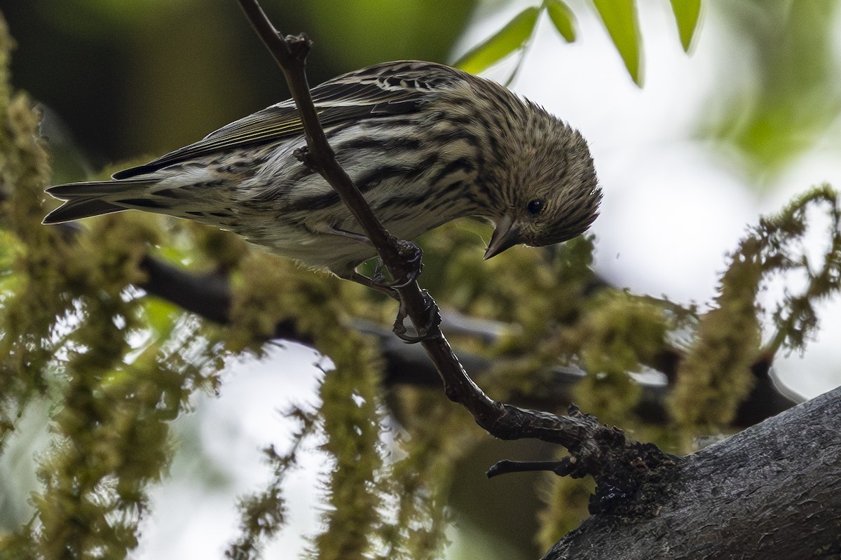 Pine Siskin - Jef Blake