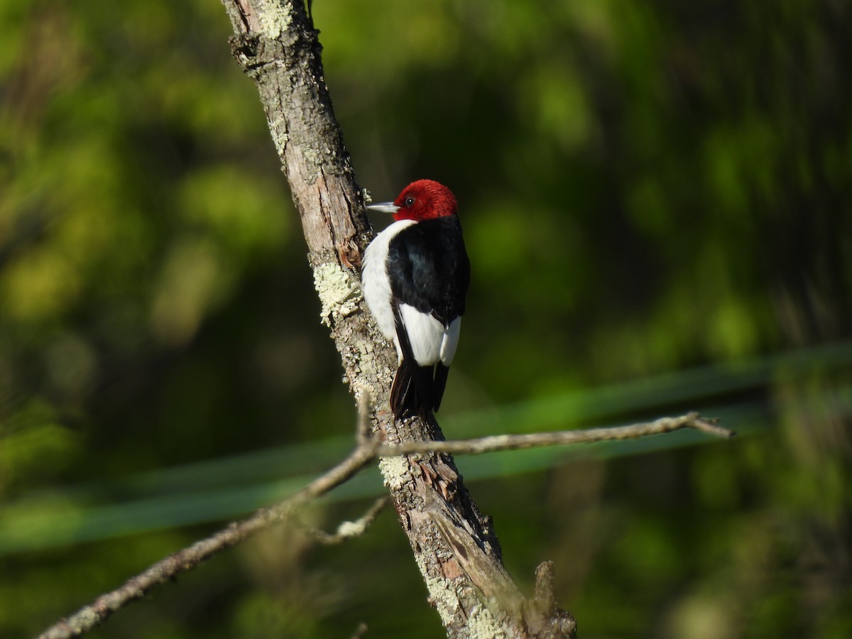 Red-headed Woodpecker - Irene Cody