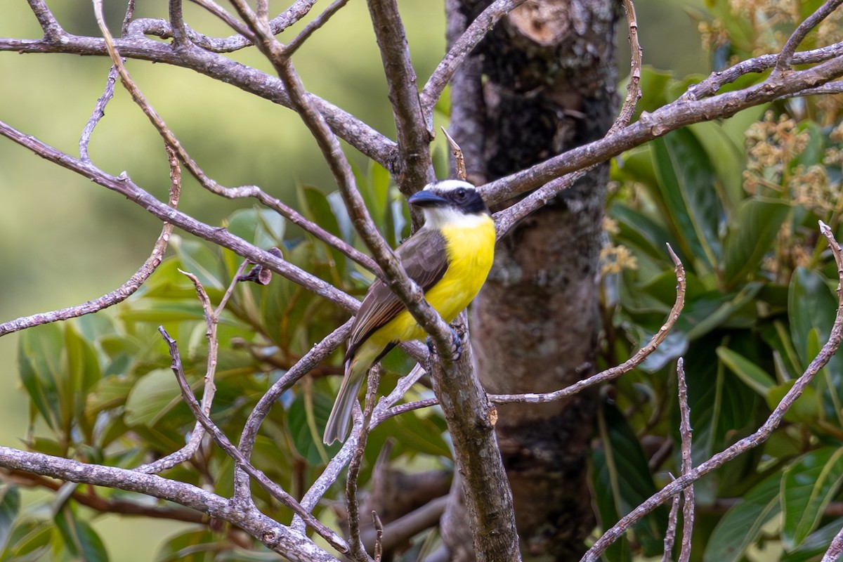 Boat-billed Flycatcher - Mason Flint