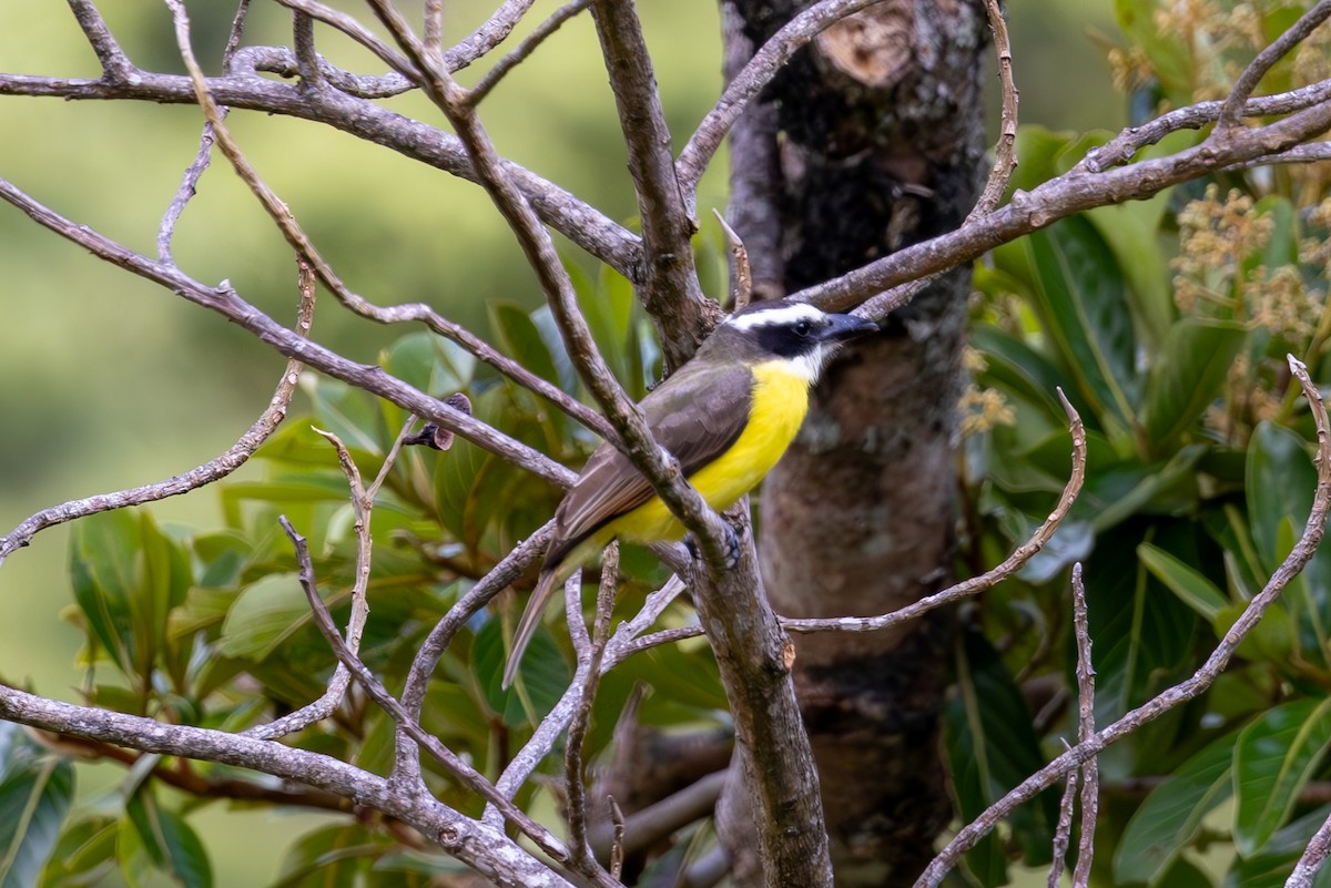 Boat-billed Flycatcher - Mason Flint