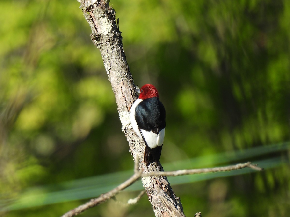 Red-headed Woodpecker - Irene Cody