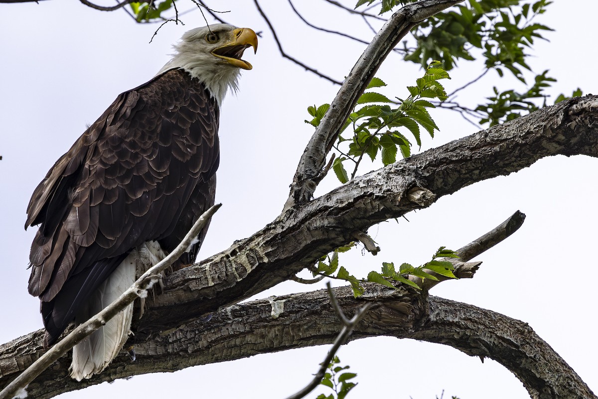 Bald Eagle - Jef Blake