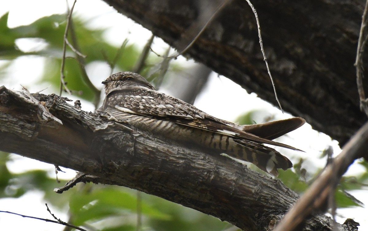 Lesser Nighthawk - ML619555084