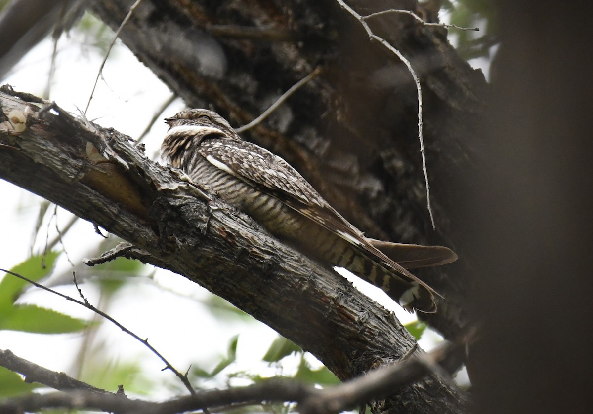 Lesser Nighthawk - ML619555088