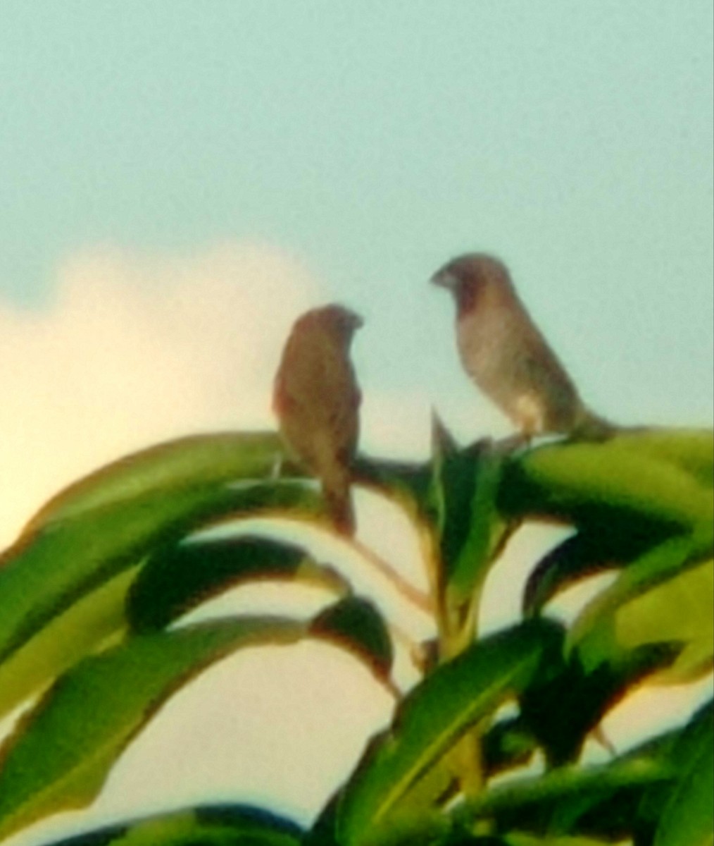 Scaly-breasted Munia - Darien Piña Davila