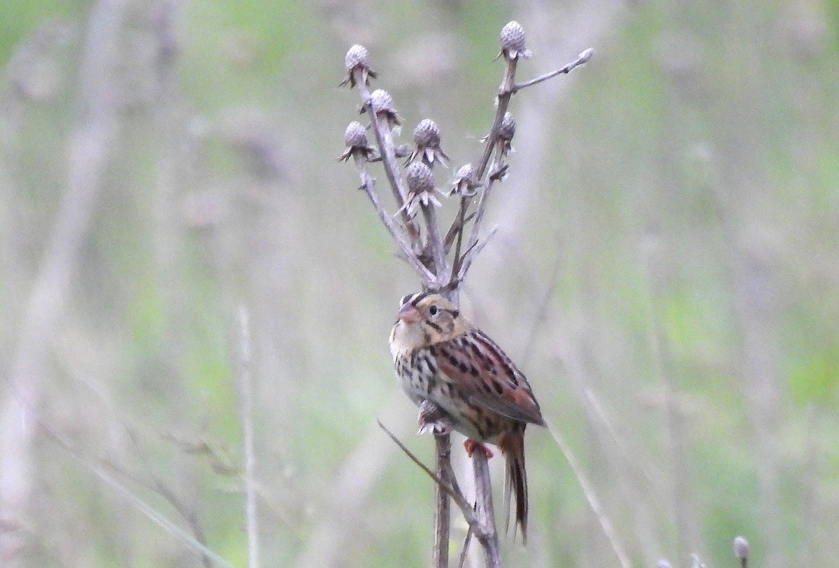 Henslow's Sparrow - ML619555091