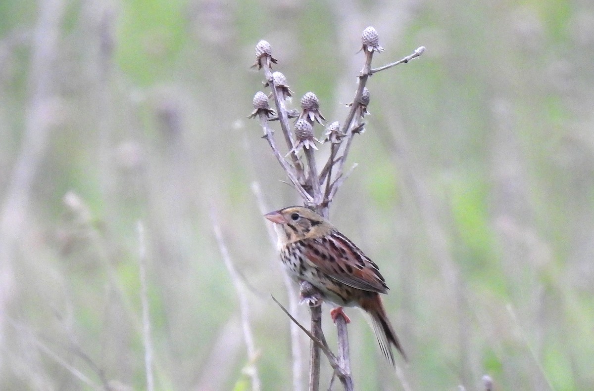 Henslow's Sparrow - Tracy W  🐦