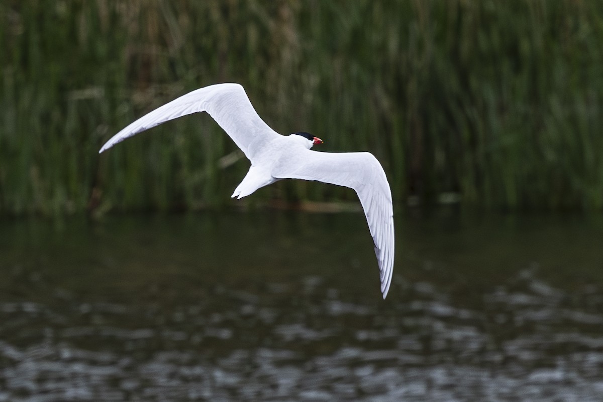 Caspian Tern - ML619555093