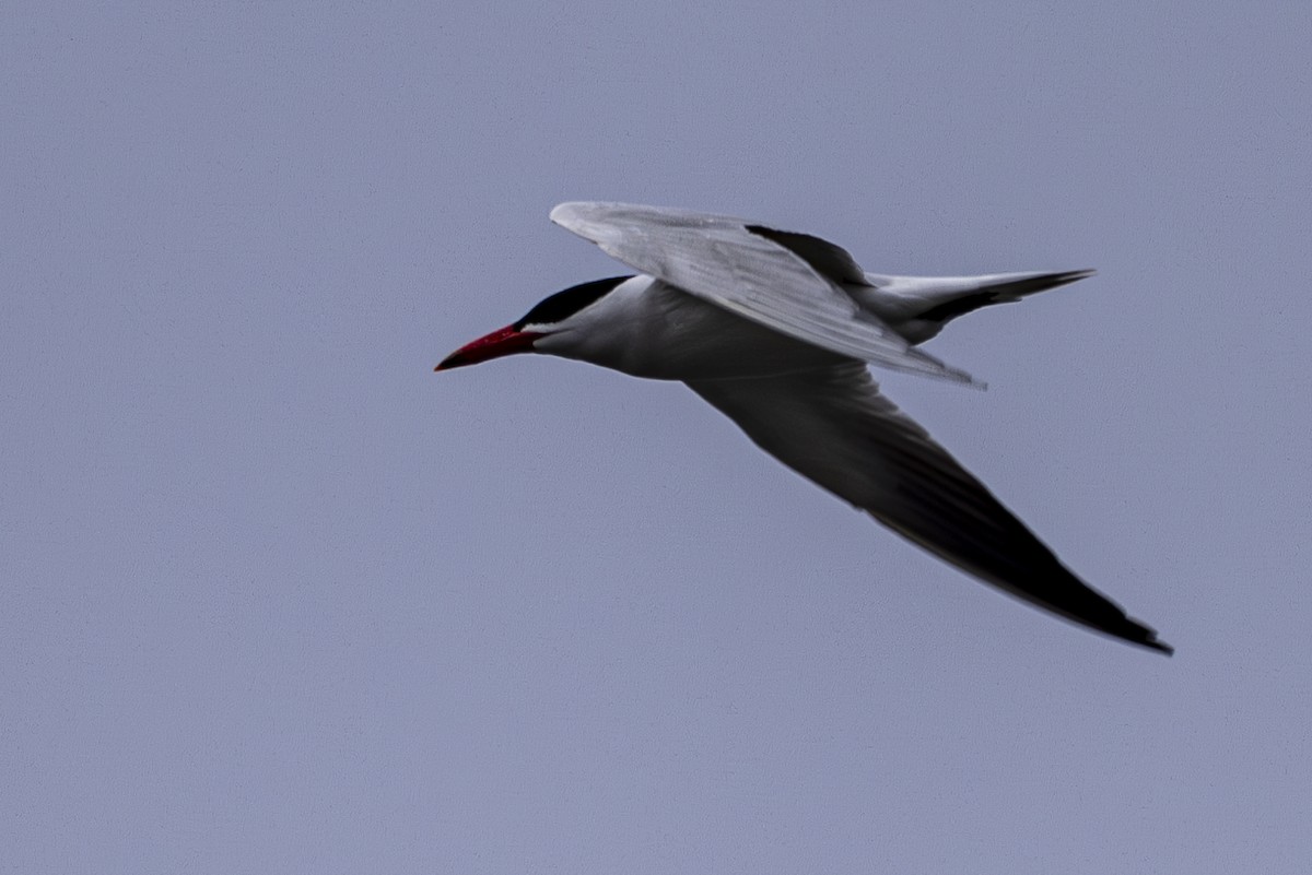 Caspian Tern - Jef Blake