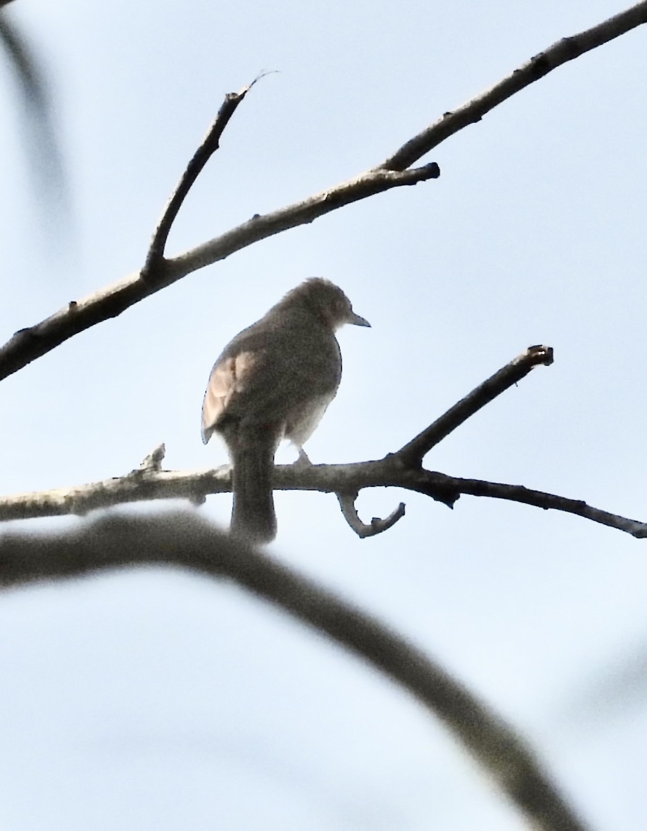 Red-eyed Bulbul - Alisha Tay