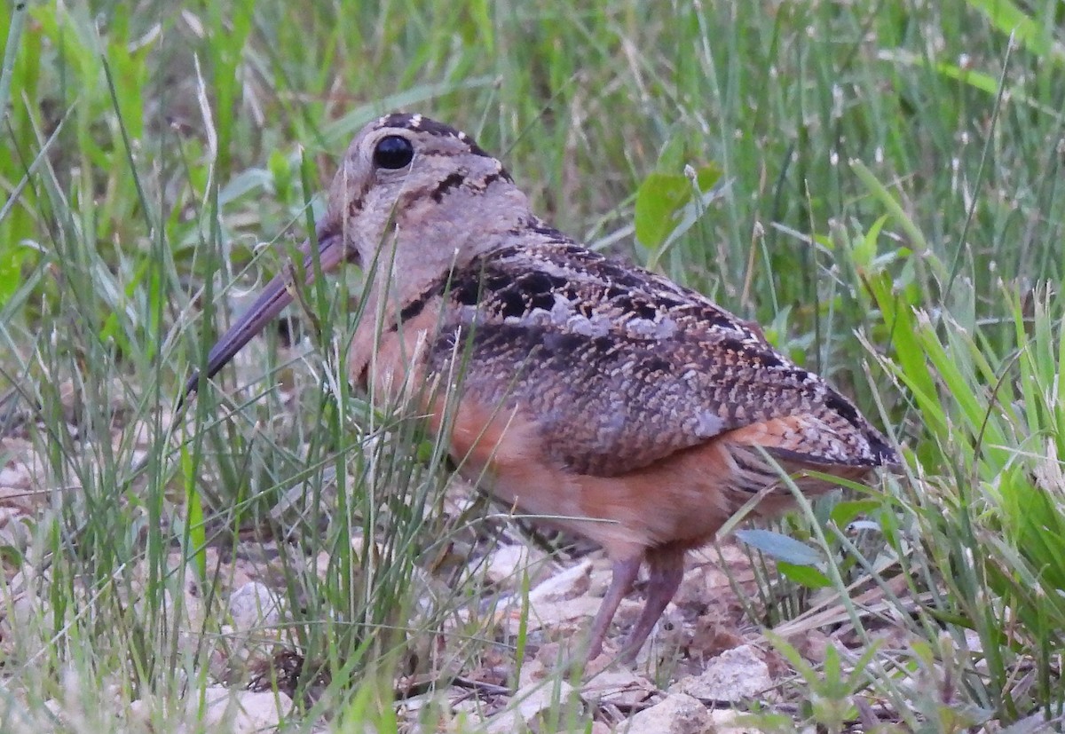 American Woodcock - ML619555099