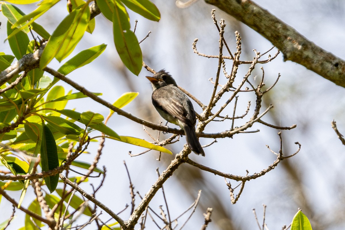 Dark Pewee - Mason Flint