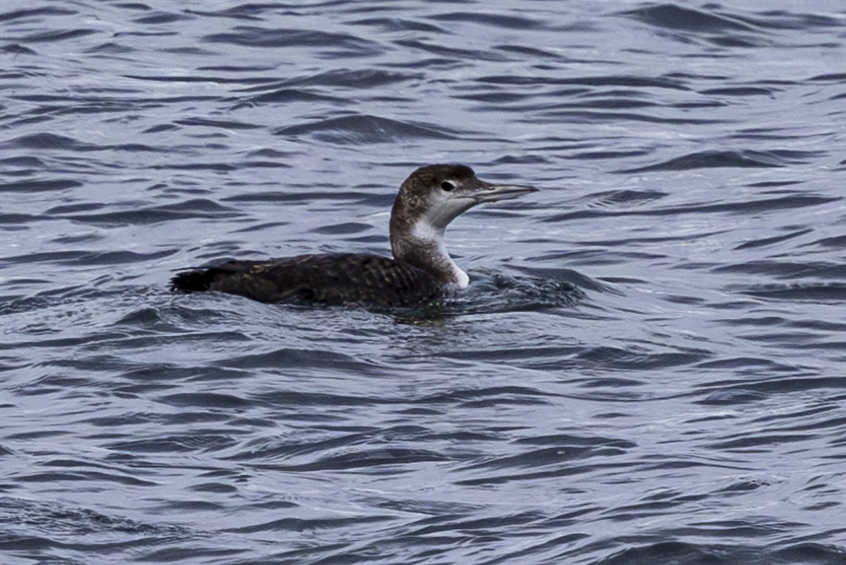 Common Loon - Jef Blake