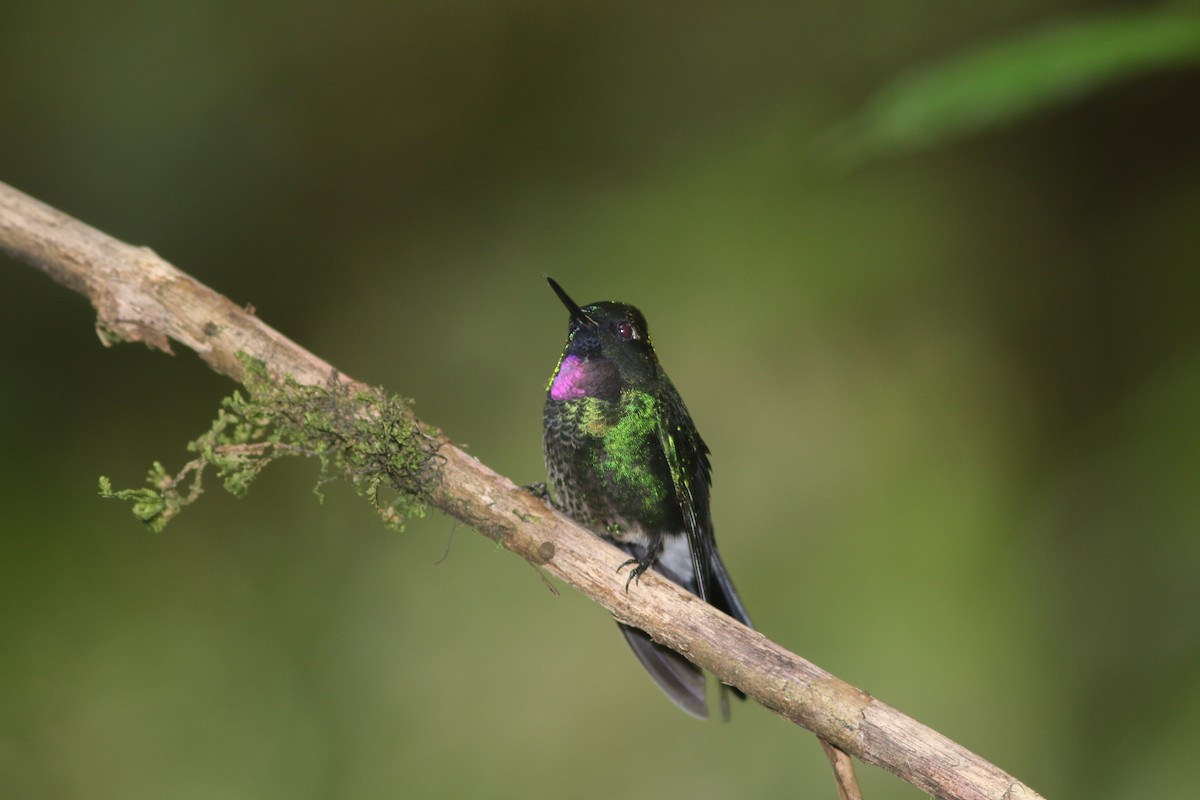 Colibrí Turmalina - ML619555109