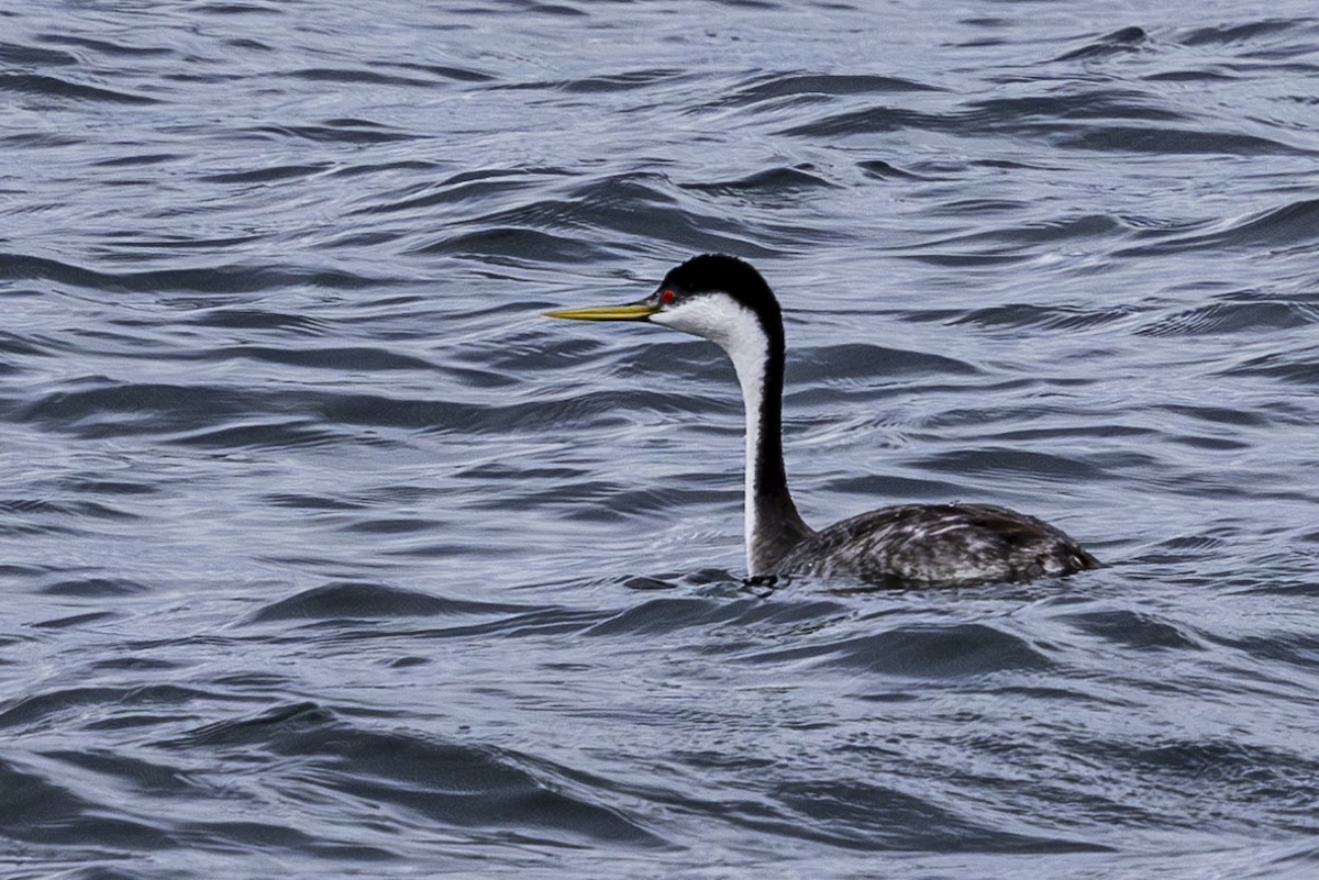 Western Grebe - Jef Blake