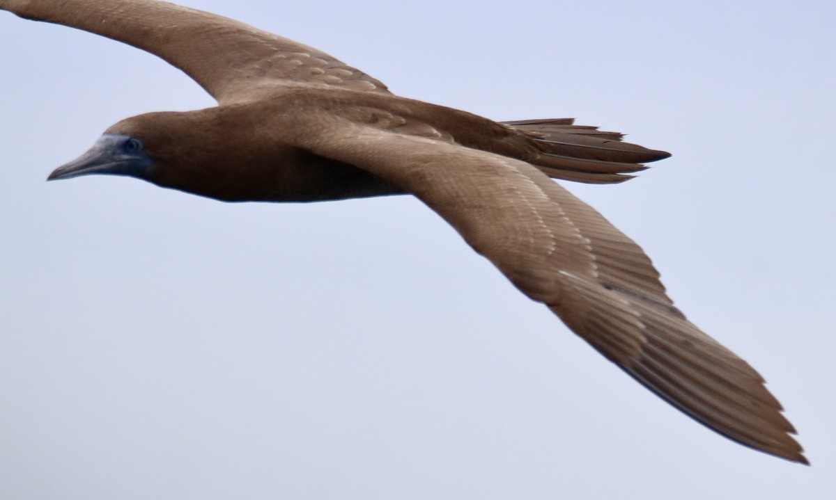 Brown Booby - Patricia Langen