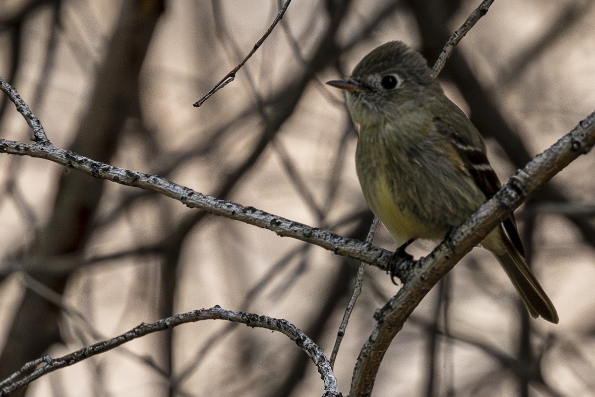 Hammond's Flycatcher - Jef Blake