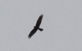 Swamp Harrier - Kevin Bartram