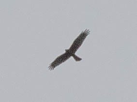 Swamp Harrier - Kevin Bartram