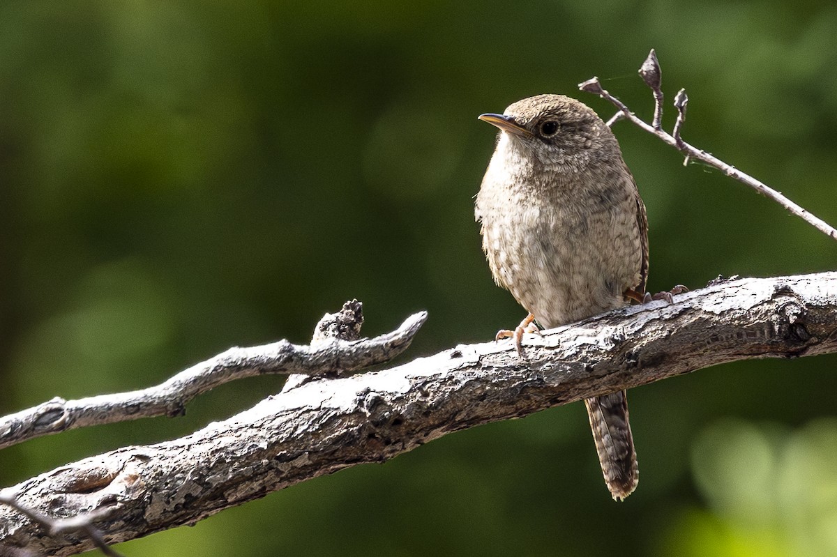 House Wren - Jef Blake