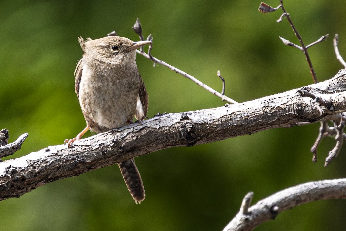 House Wren - Jef Blake