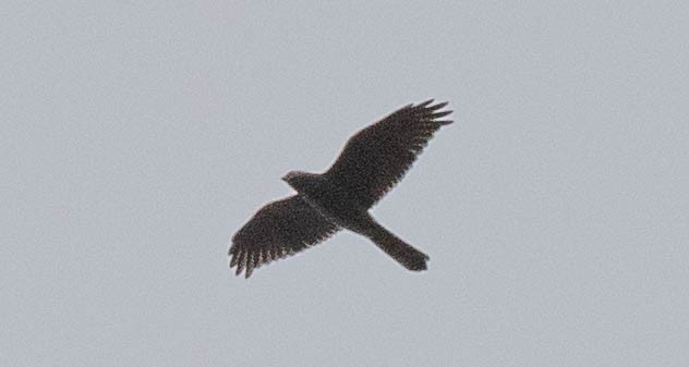 Brown Goshawk - Kevin Bartram