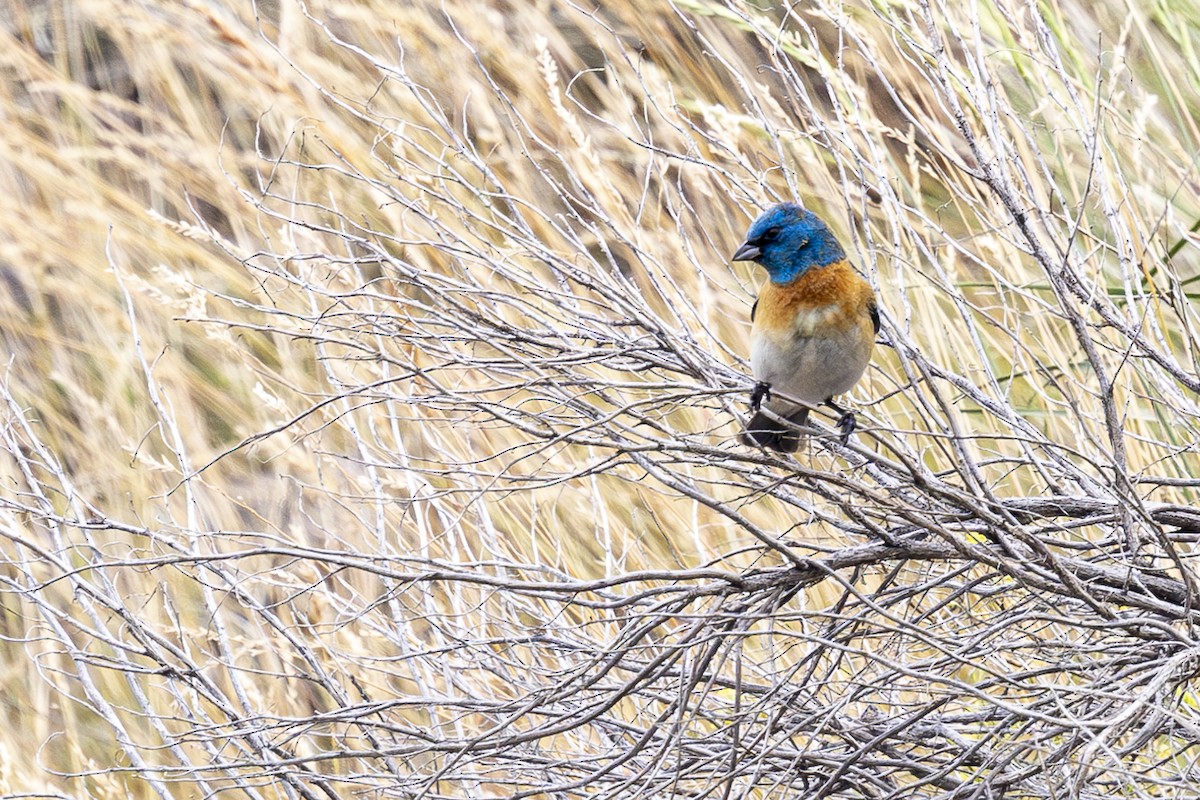 Lazuli Bunting - Jef Blake