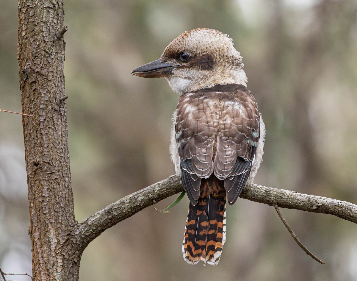 Laughing Kookaburra - Kevin Bartram