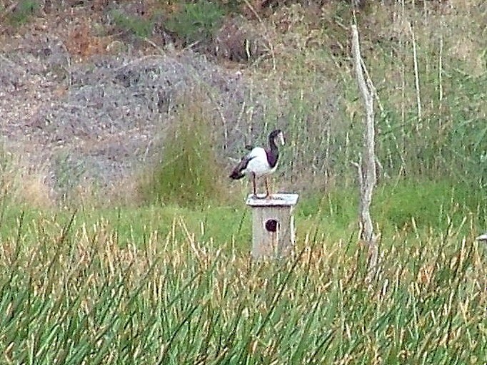 Magpie Goose - David  Mules