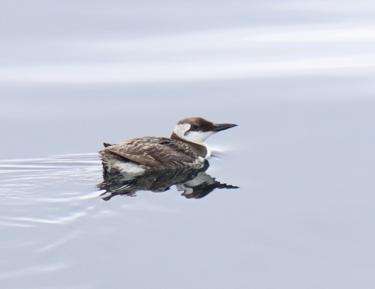 Common Murre - Patricia Langen