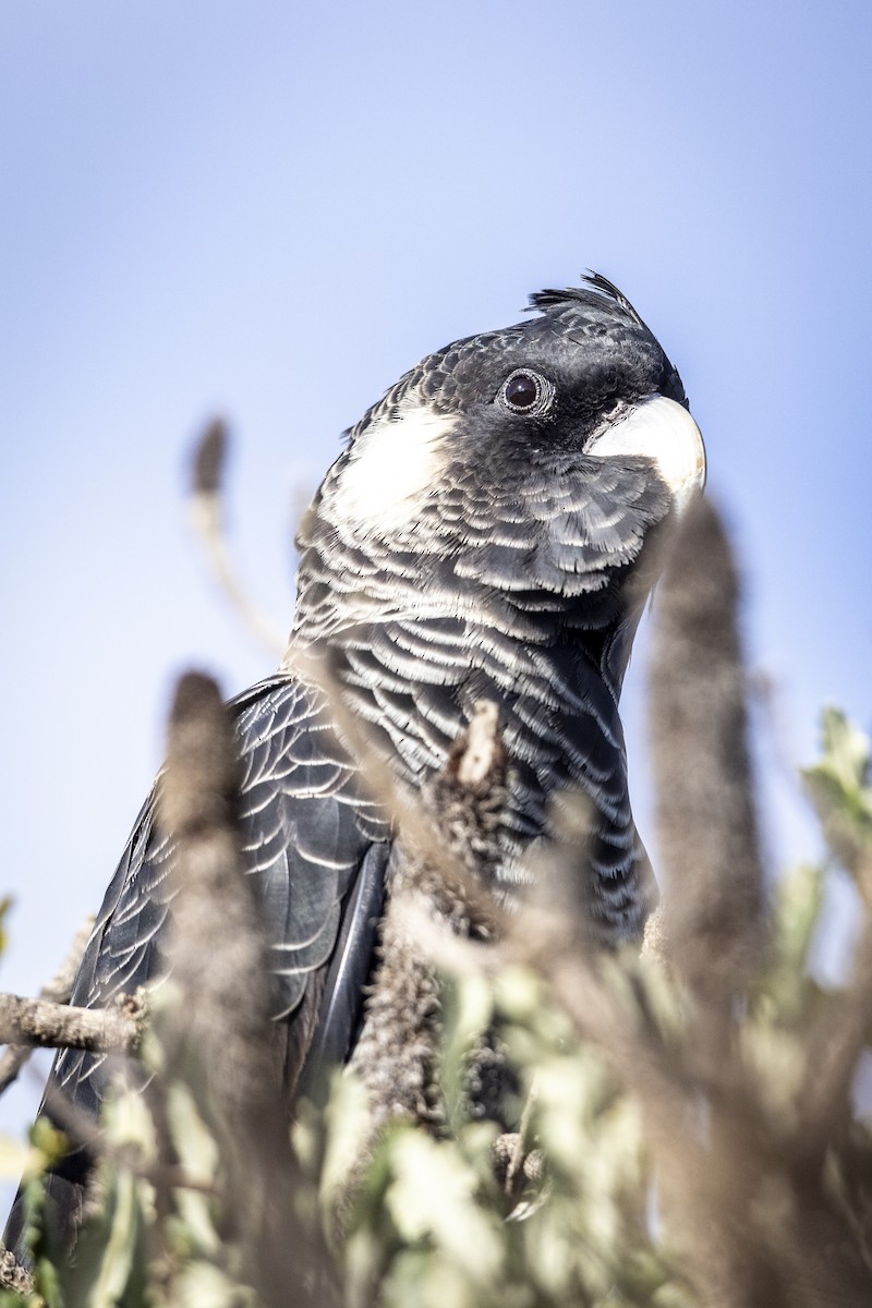 Carnaby's Black-Cockatoo - ML619555149